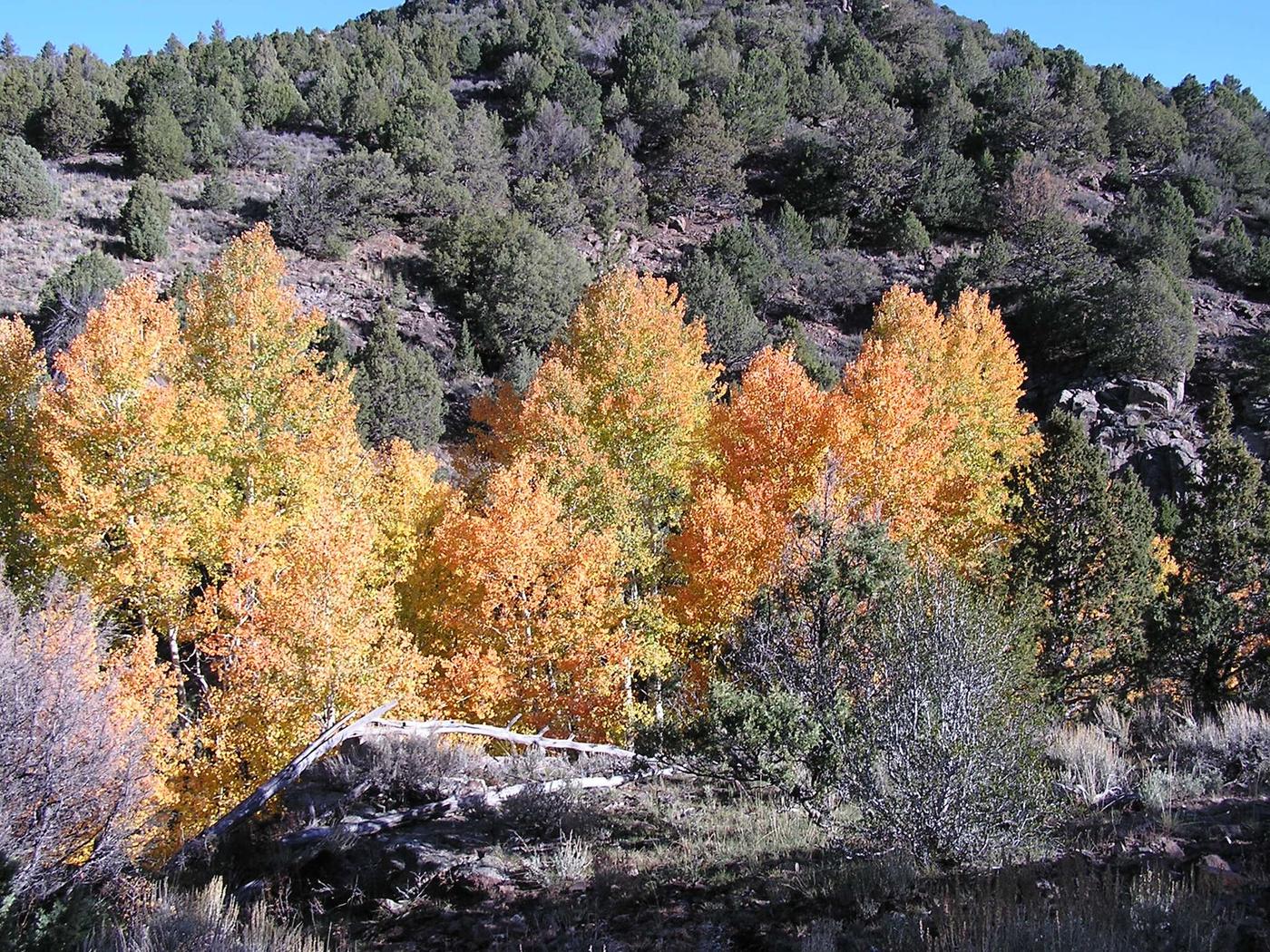 Autumn aspens turning gold on Boulder Mountain