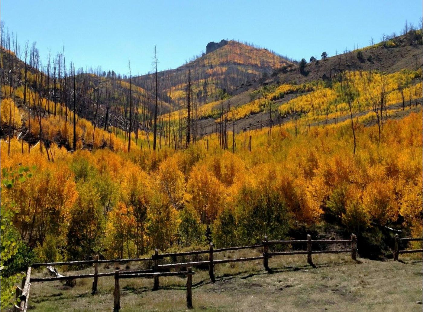 A hillside of golden autumn aspen in the Dixie National Forest near Boulder, Utah
